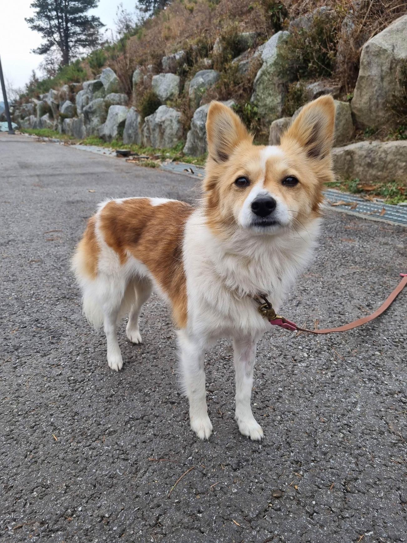 보호중 믹스견의 가…